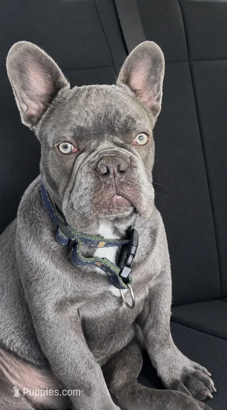 Rolly – French Bulldog puppy for sale in Elko New Market, MN