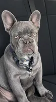 Rolly, a male French Bulldog for sale in Elko New Market, MN – 1 of 5