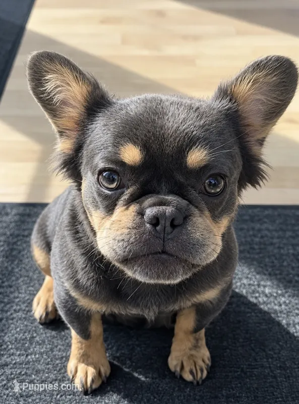Ava – French Bulldog puppy for sale in Elko New Market, MN
