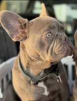 Rolly, a male French Bulldog for sale in Elko New Market, MN – 2 of 5