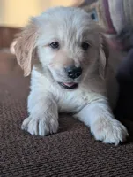 Ty, a male English Cream Golden Retriever for sale in New Brighton, MN – Photo 1 of 2