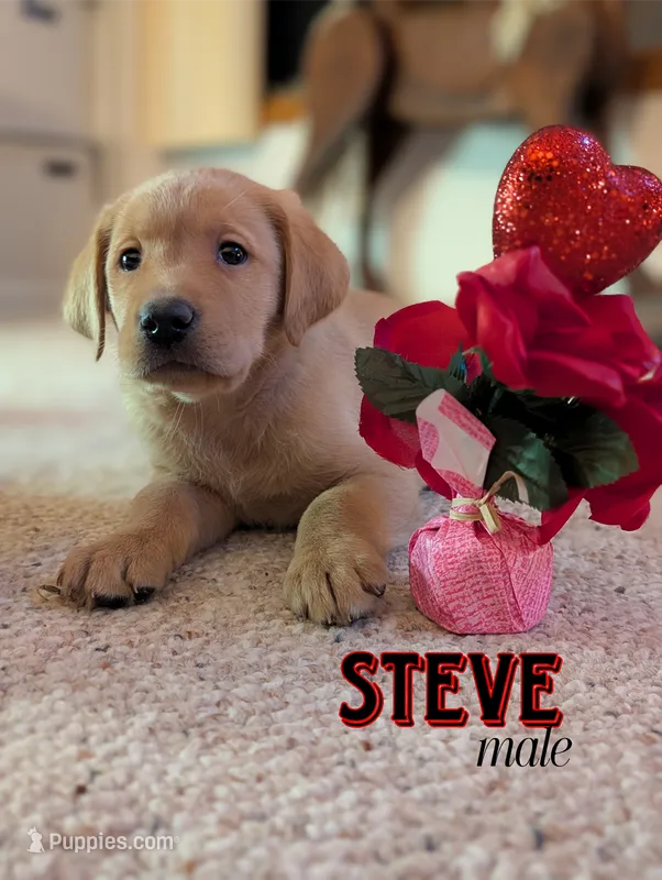 Steve