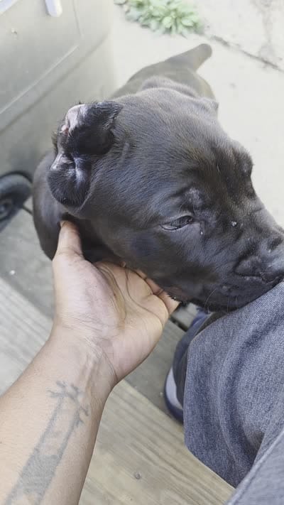 Bink, a male Cane Corso for sale in Philadelphia, PA – 3 of 3