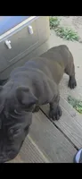 Bink, a male Cane Corso for sale in Philadelphia, PA – 2 of 3