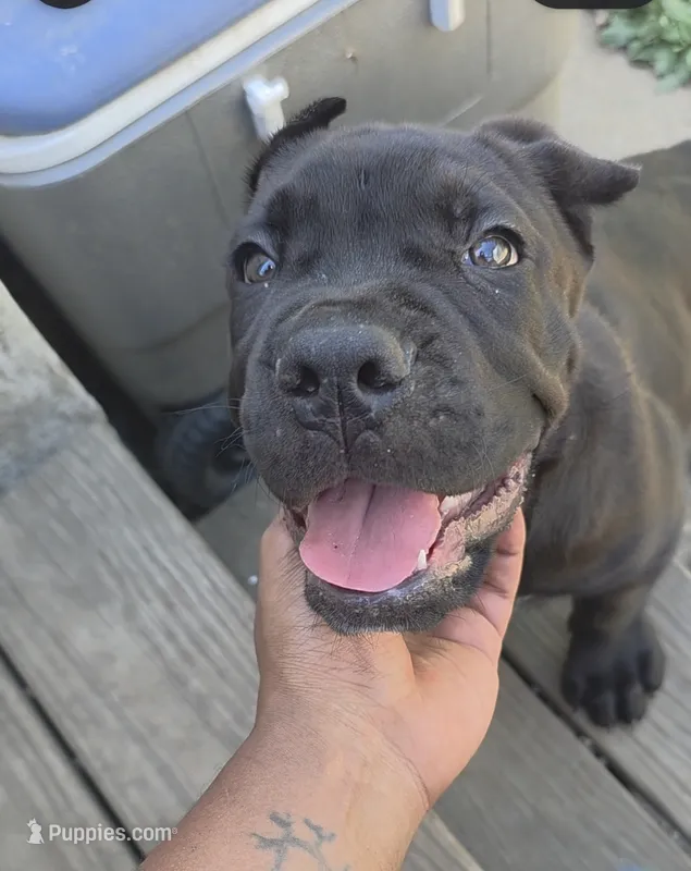 Bink – Cane Corso puppy for sale in Philadelphia, PA