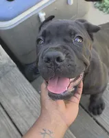 Bink, a male Cane Corso for sale in Philadelphia, PA – 1 of 3