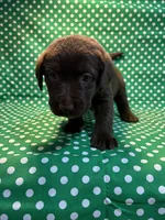 Claire, a female Labrador Retriever for sale in Brookville, IN – Photo 1 of 2