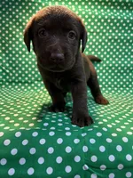 Claire, a female Labrador Retriever for sale in Brookville, IN – Photo 2 of 2