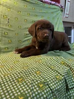 Claire, a female Labrador Retriever for sale in Brookville, IN – Photo 2 of 2