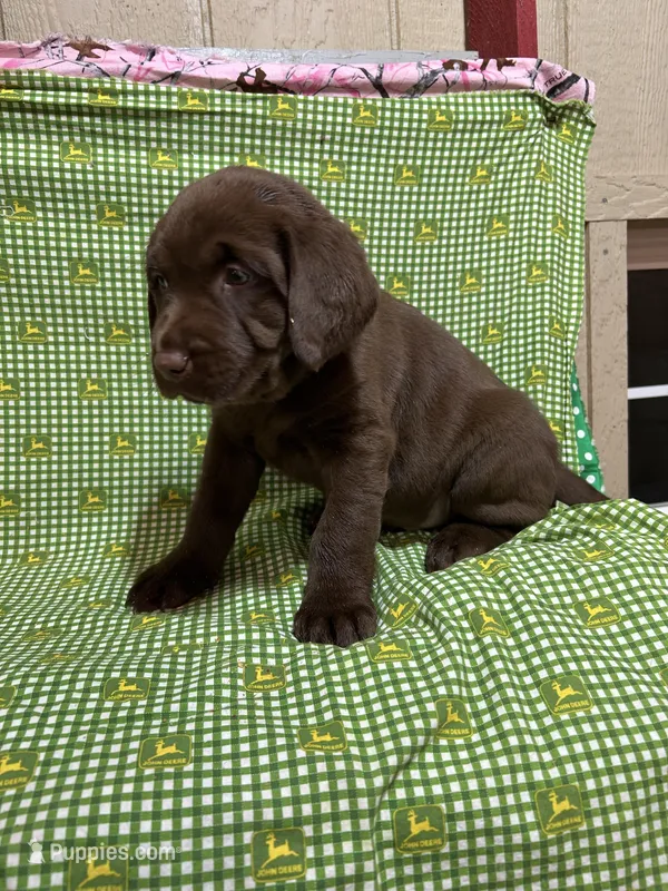 Claire – Labrador Retriever puppy for sale in Brookville, IN