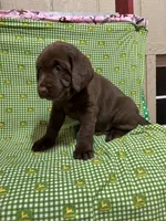 Claire, a female Labrador Retriever for sale in Brookville, IN – Photo 1 of 2