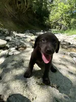 Ruby, a female Labrador Retriever for sale in Brookville, IN – 2 of 2