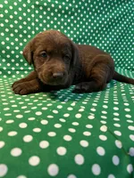 Clyde, a male Labrador Retriever for sale in Brookville, IN – Photo 2 of 2