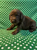 Clyde, a male Labrador Retriever for sale in Brookville, IN – Photo 1 of 2