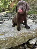 Ruger , a male Labrador Retriever for sale in Brookville, IN – 2 of 2