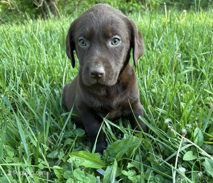 Kai – Labrador Retriever puppy for sale in Brookville, IN
