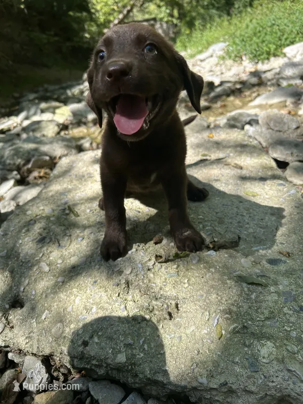 Ruby – Labrador Retriever puppy for sale in Brookville, IN