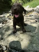 Ruby, a female Labrador Retriever for sale in Brookville, IN – 1 of 2