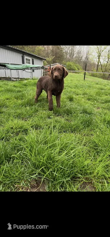 Coco – Labrador Retriever puppy for sale in Brookville, IN