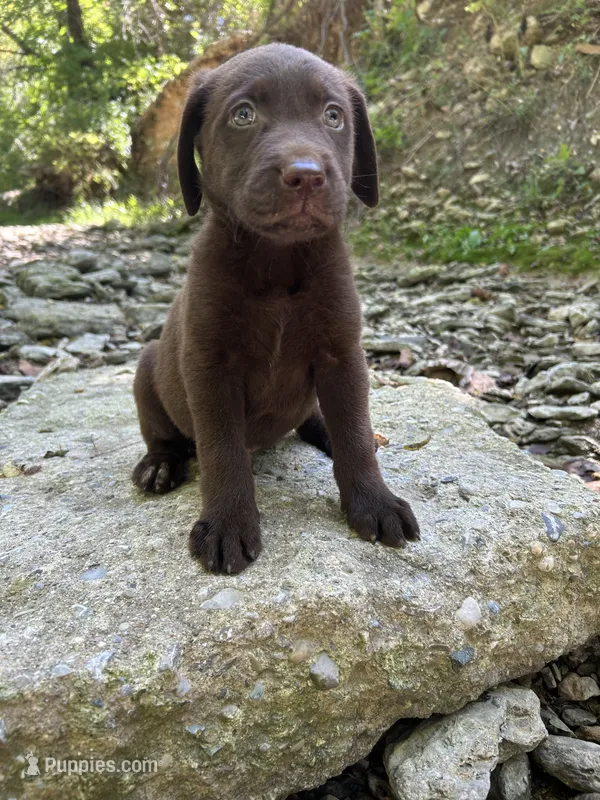 Ruger  – Labrador Retriever puppy for sale in Brookville, IN