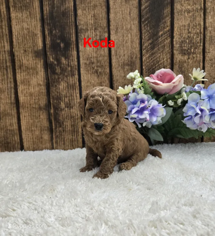 Koda F1B – Cavapoo puppy for sale in Pittsford, MI