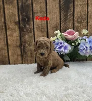 Koda F1B, a male Cavapoo for sale in Pittsford, MI – 1 of 2