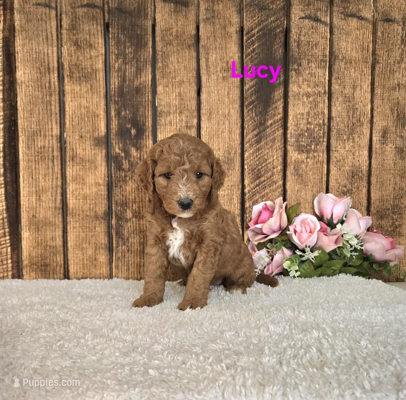 Lucy F1B – Miniature Goldendoodle puppy for sale in Pittsford, MI