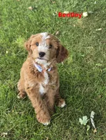 Bentley, a male Cavapoo for sale in Pittsford, MI – 4 of 4