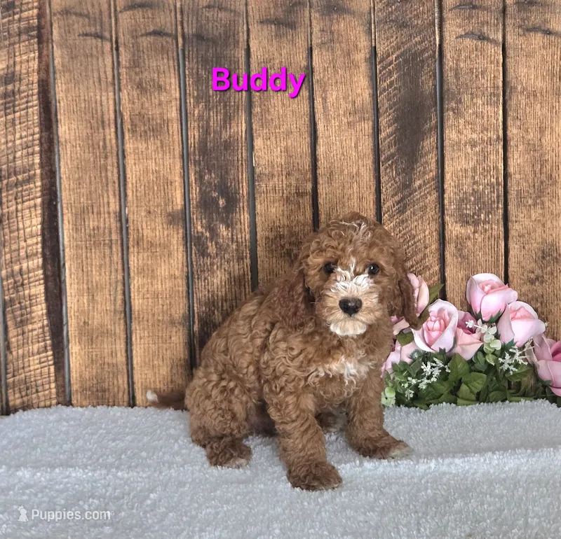 Buddy F1b – Cavapoo puppy for sale in Pittsford, MI