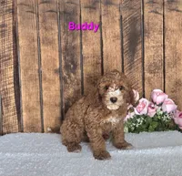 Buddy F1b, a male Cavapoo for sale in Pittsford, MI – 1 of 2