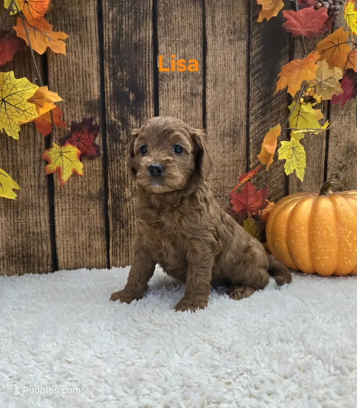 Lisa F1B – Cavapoo puppy for sale in Pittsford, MI