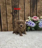 Koda F1B, a male Cavapoo for sale in Pittsford, MI – 2 of 2