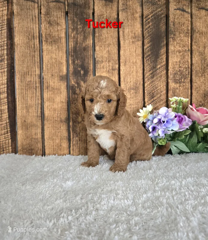 Tucker F1B – Miniature Goldendoodle puppy for sale in Pittsford, MI