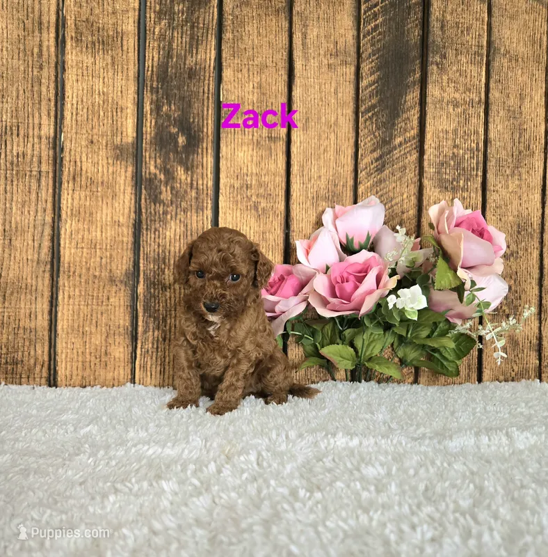 Zack F1B – Cavapoo puppy for sale in Pittsford, MI