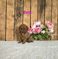 Zack F1B, a male Cavapoo for sale in Pittsford, MI – 1 of 2