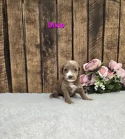 Dixie F1B, a female Miniature Goldendoodle for sale in Pittsford, MI – 2 of 2