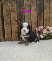 Sammy, a male Miniature Bernedoodle for sale in Pittsford, MI – 1 of 2