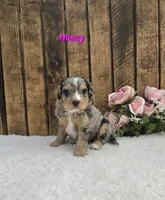 Missy, a female Miniature Bernedoodle for sale in Pittsford, MI – 1 of 2