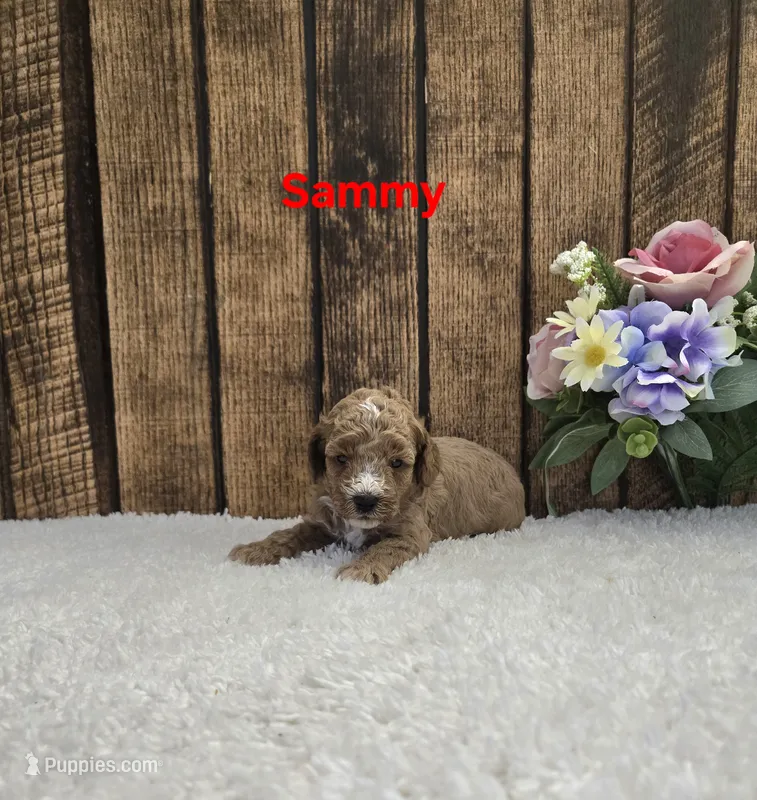 Sammy F1B – Cavapoo puppy for sale in Pittsford, MI