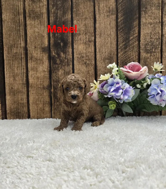 Mabel F1B – Cavapoo puppy for sale in Pittsford, MI