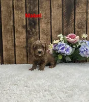 Mabel F1B, a female Cavapoo for sale in Pittsford, MI – 1 of 2