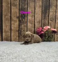 Clover F1B, a female Cavapoo for sale in Pittsford, MI – 2 of 2