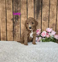 Lucy F1B, a female Miniature Goldendoodle for sale in Pittsford, MI – 2 of 2