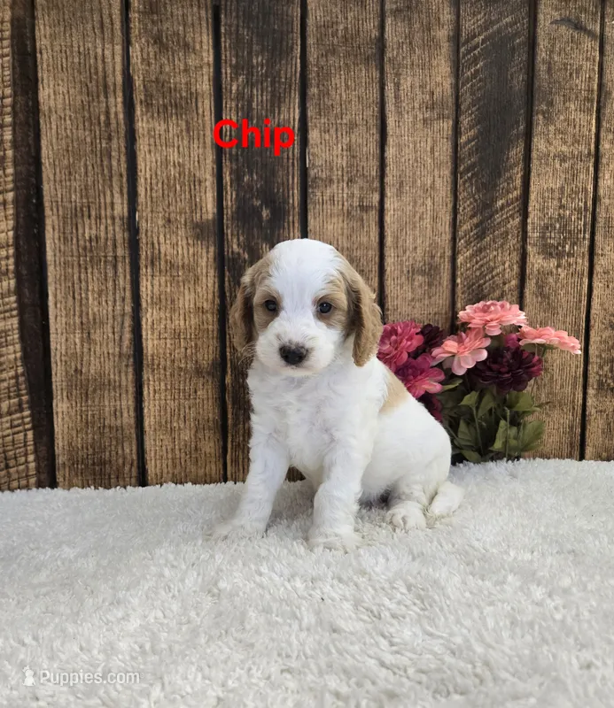 Chip F1B – Cavapoo puppy for sale in Pittsford, MI