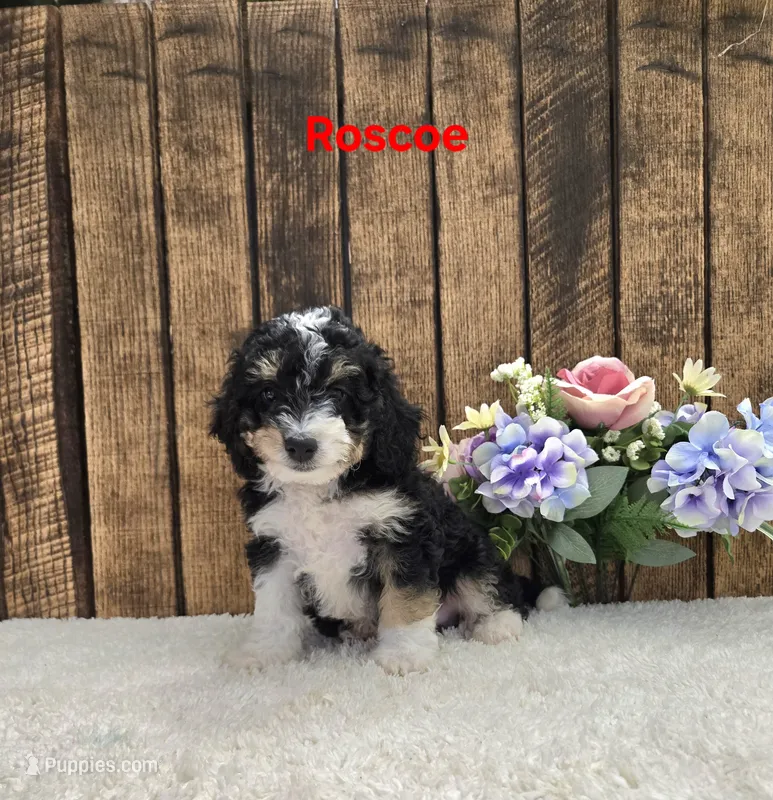 Roscoe F1B – Miniature Bernedoodle puppy for sale in Pittsford, MI