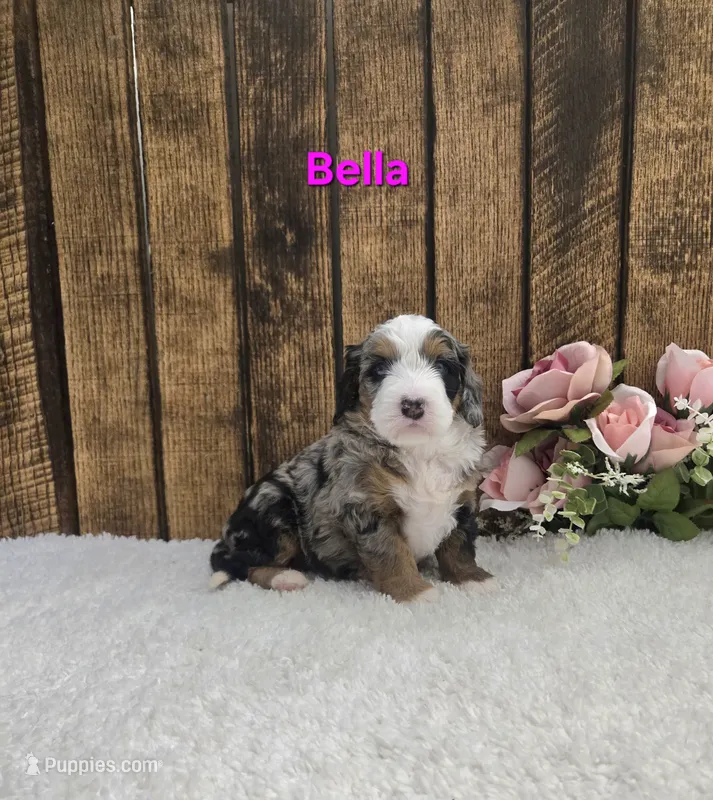 Bella – Miniature Bernedoodle puppy for sale in Pittsford, MI
