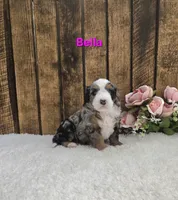 Bella, a female Miniature Bernedoodle for sale in Pittsford, MI – 1 of 2
