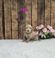 Darla F1B, a female Miniature Goldendoodle for sale in Pittsford, MI – 2 of 2