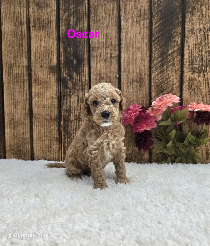 Oscar F1B – Cavapoo puppy for sale in Pittsford, MI