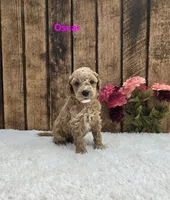 Oscar F1B, a male Cavapoo for sale in Pittsford, MI – 1 of 2